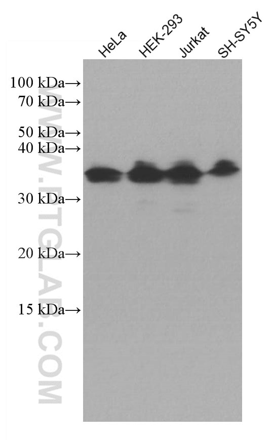 Western Blot (WB) analysis of various lysates using ATF5 Monoclonal antibody (67066-1-Ig)