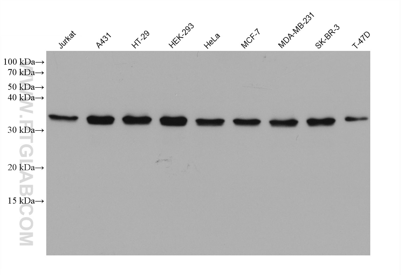 Western Blot (WB) analysis of various lysates using ATF5 Monoclonal antibody (67066-1-Ig)