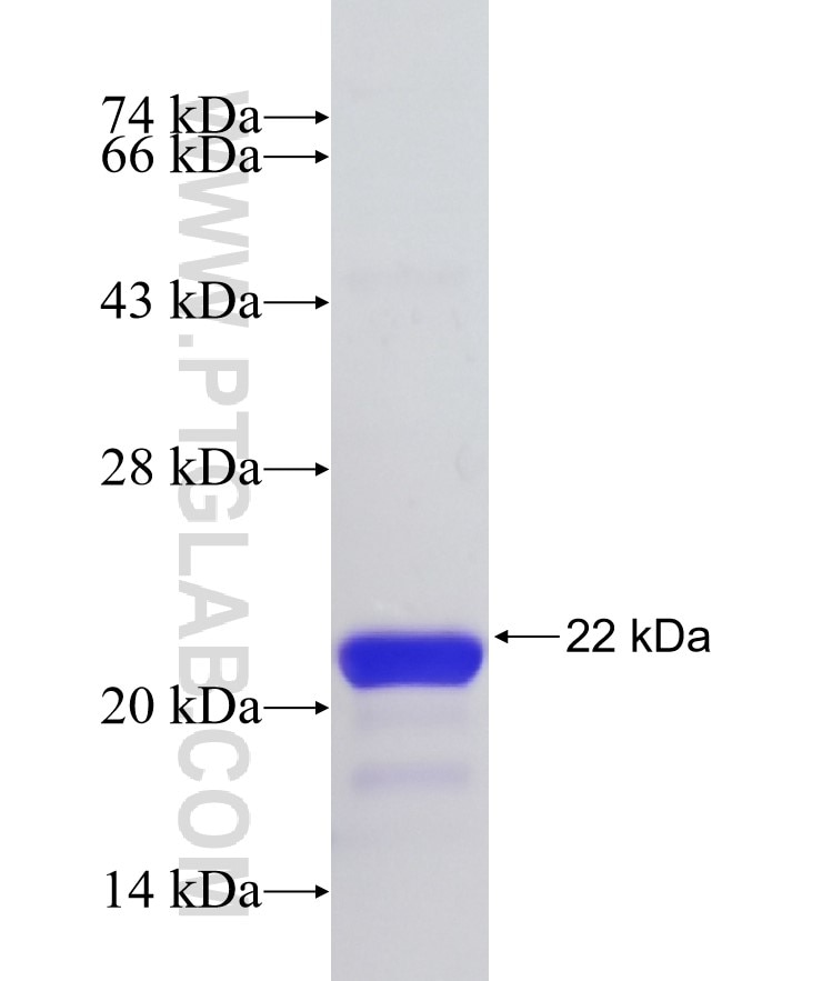 ATF5 fusion protein Ag33929 SDS-PAGE ATF5 fusion protein Ag33929 SDS-PAGE