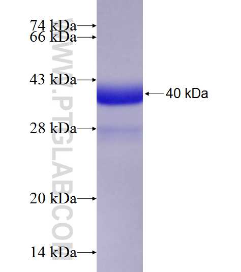 ATF5 fusion protein Ag7214 SDS-PAGE