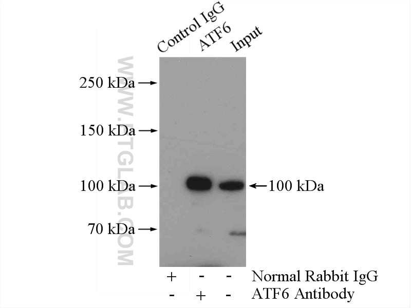 Immunoprecipitation (IP) experiment of HeLa cells using ATF6 Polyclonal antibody (24169-1-AP)