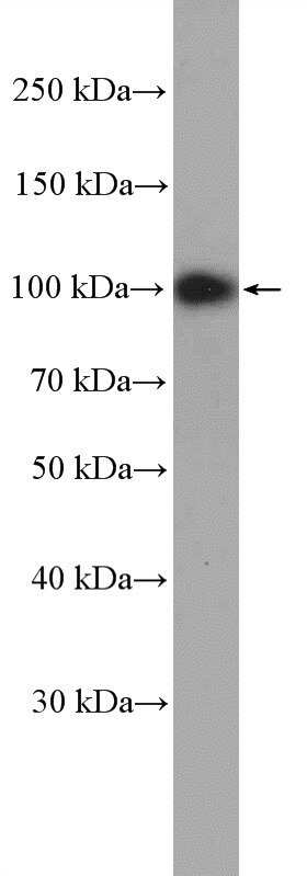 Western Blot (WB) analysis of HeLa cells using ATF6 Polyclonal antibody (24169-1-AP)