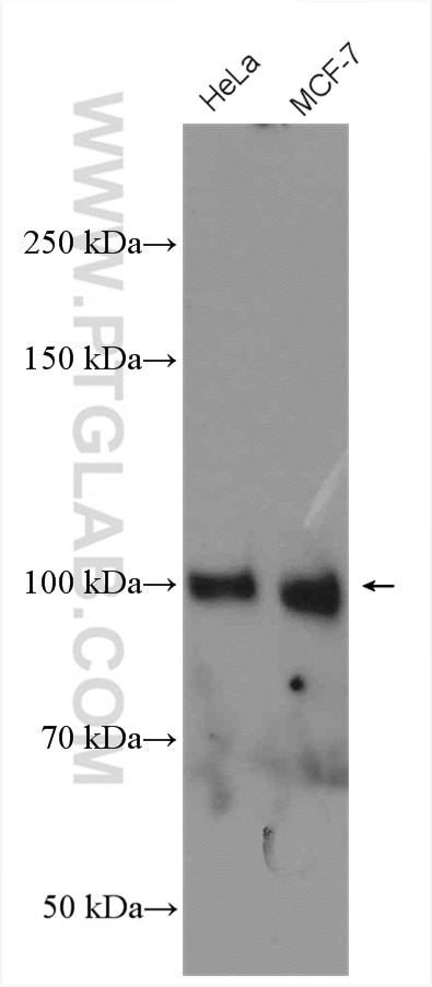 Western Blot (WB) analysis of various lysates using ATF6 Polyclonal antibody (24169-1-AP)