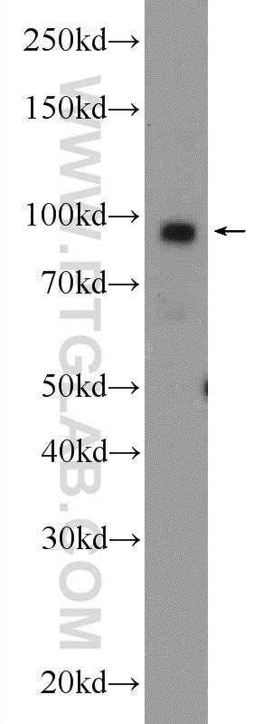 Western Blot (WB) analysis of MCF-7 cells using ATF6 Polyclonal antibody (24169-1-AP)