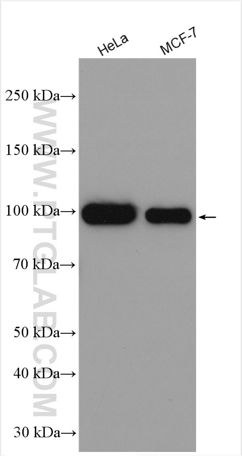 Western Blot (WB) analysis of various lysates using ATF6 Polyclonal antibody (24169-1-AP)