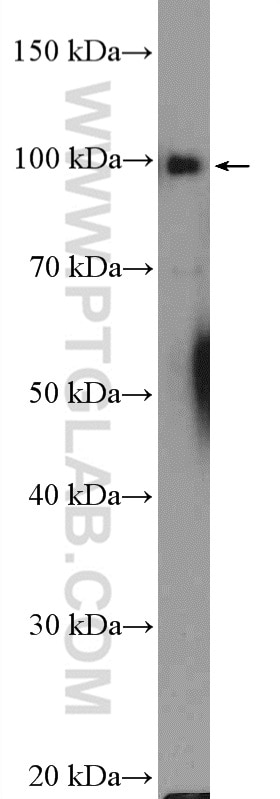 Western Blot (WB) analysis of HeLa cells using ATF6 Polyclonal antibody (24169-1-AP)