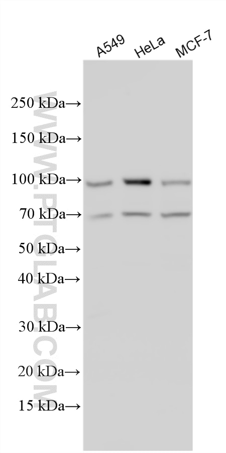 Western Blot (WB) analysis of various lysates using ATF6 Polyclonal antibody (24169-1-AP)