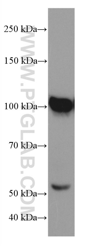 Western Blot (WB) analysis of HeLa cells using ATF6 Monoclonal antibody (66563-1-Ig)