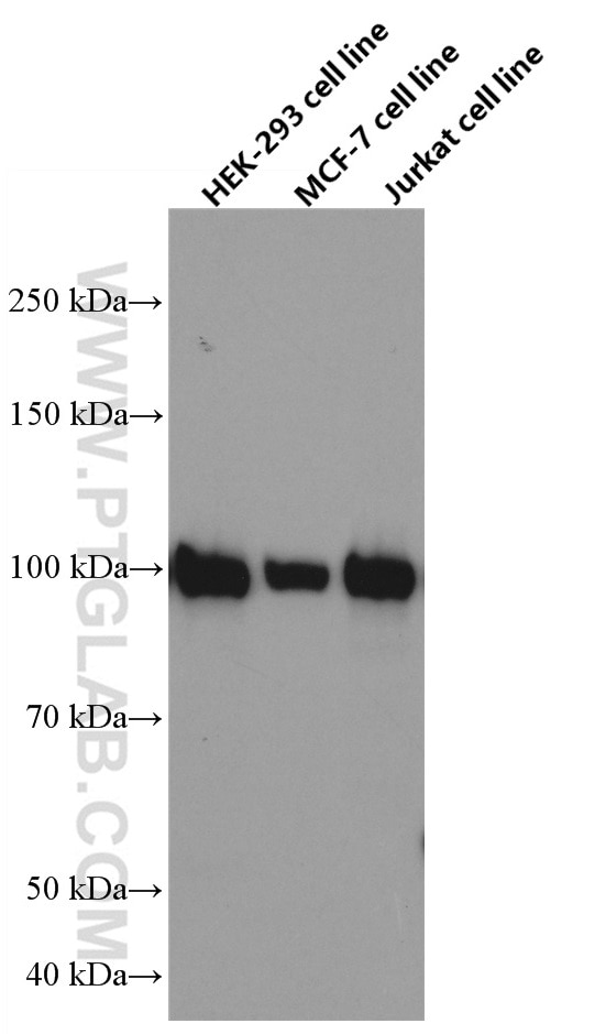 Western Blot (WB) analysis of various lysates using ATF6 Monoclonal antibody (66563-1-Ig)