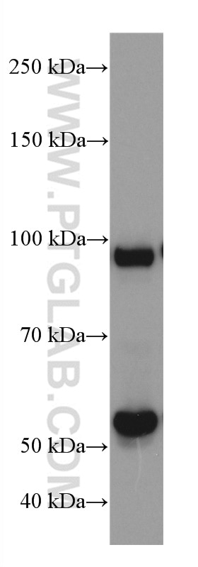 Western Blot (WB) analysis of HSC-T6 cells using ATF6 Monoclonal antibody (66563-1-Ig)