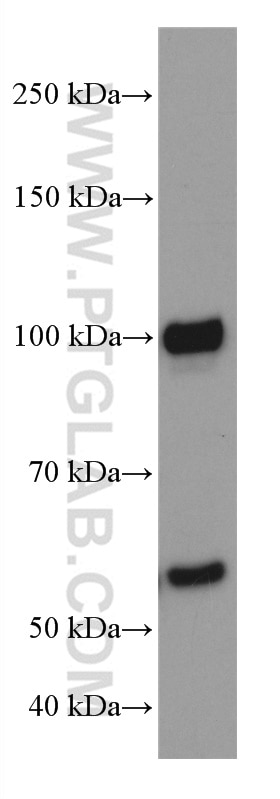 Western Blot (WB) analysis of NIH/3T3 cells using ATF6 Monoclonal antibody (66563-1-Ig)