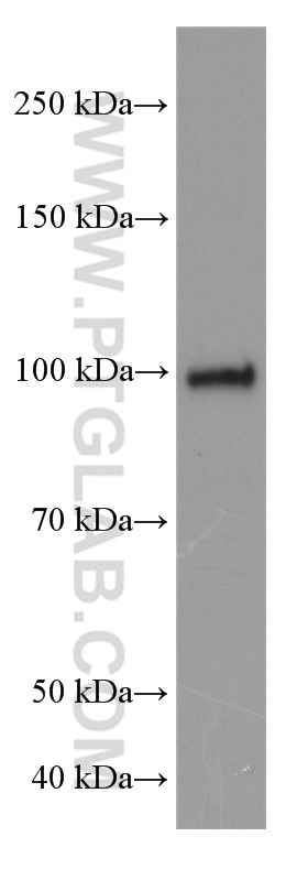 Western Blot (WB) analysis of RAW 264.7 cells using ATF6 Monoclonal antibody (66563-1-Ig)