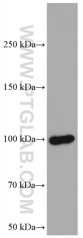 Western Blot (WB) analysis of 4T1 cells using ATF6 Monoclonal antibody (66563-1-Ig)