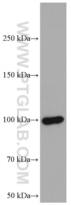 Western Blot (WB) analysis of 4T1 cells using ATF6 Monoclonal antibody (66563-1-Ig)