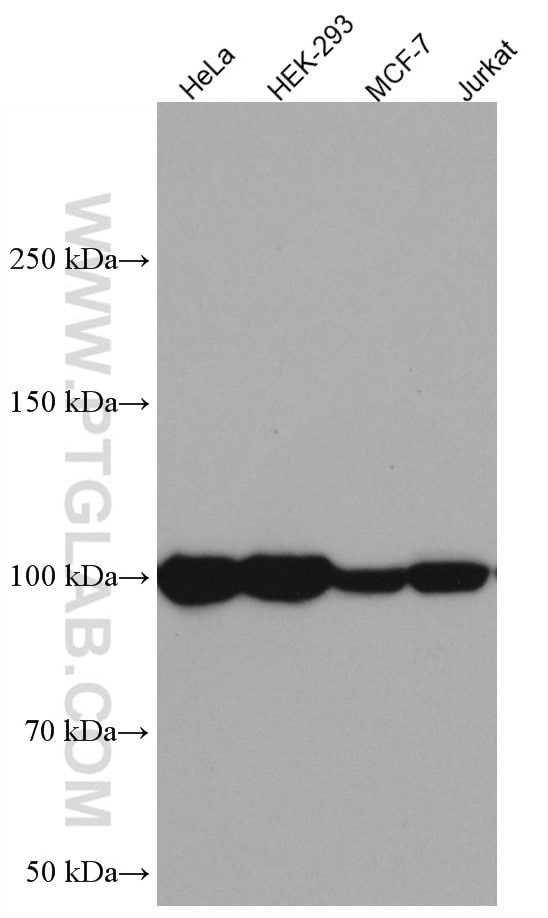 Western Blot (WB) analysis of various lysates using ATF6 Monoclonal antibody (66563-1-Ig)