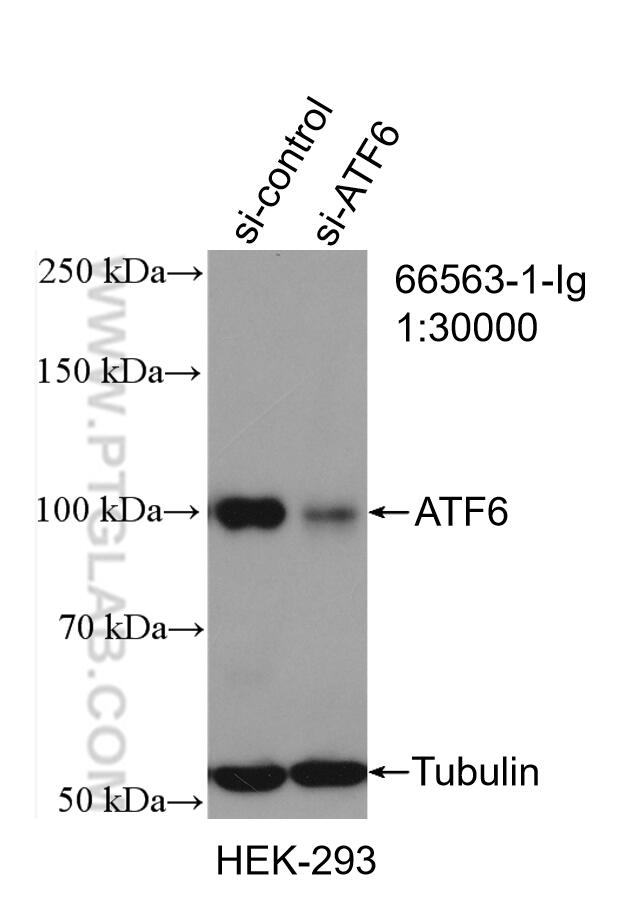 Western Blot (WB) analysis of HEK-293 cells using ATF6 Monoclonal antibody (66563-1-Ig)