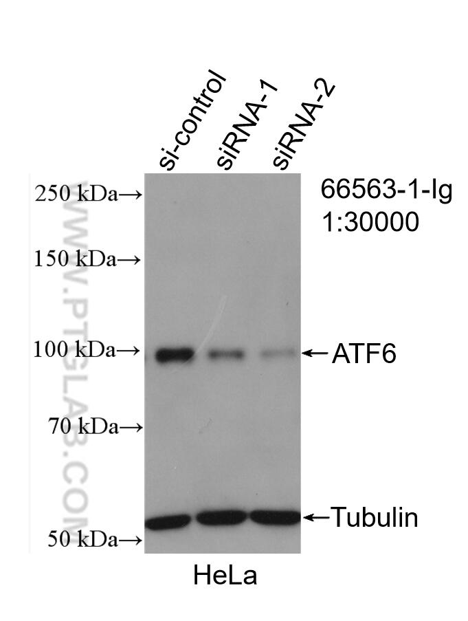 WB analysis of HeLa using 66563-1-Ig