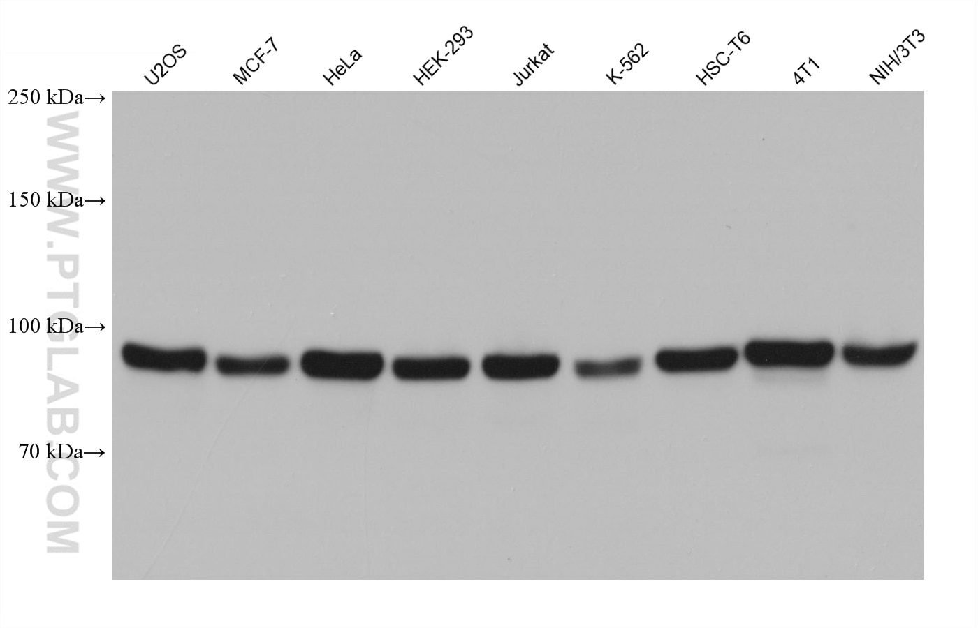 Western Blot (WB) analysis of various lysates using ATF6 Monoclonal antibody (66563-1-Ig)