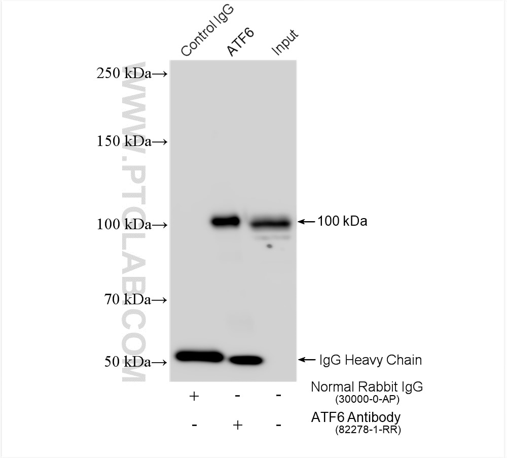 Immunoprecipitation (IP) experiment of HeLa cells using ATF6 Recombinant antibody (82278-1-RR)