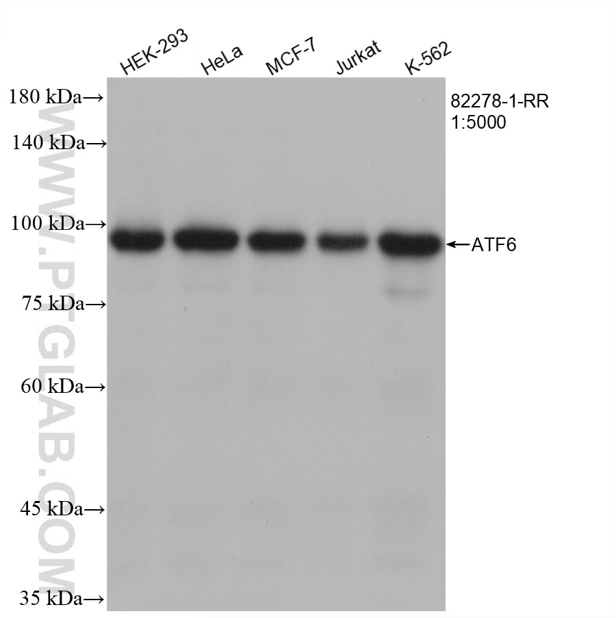 Western Blot (WB) analysis of various lysates using ATF6 Recombinant antibody (82278-1-RR)