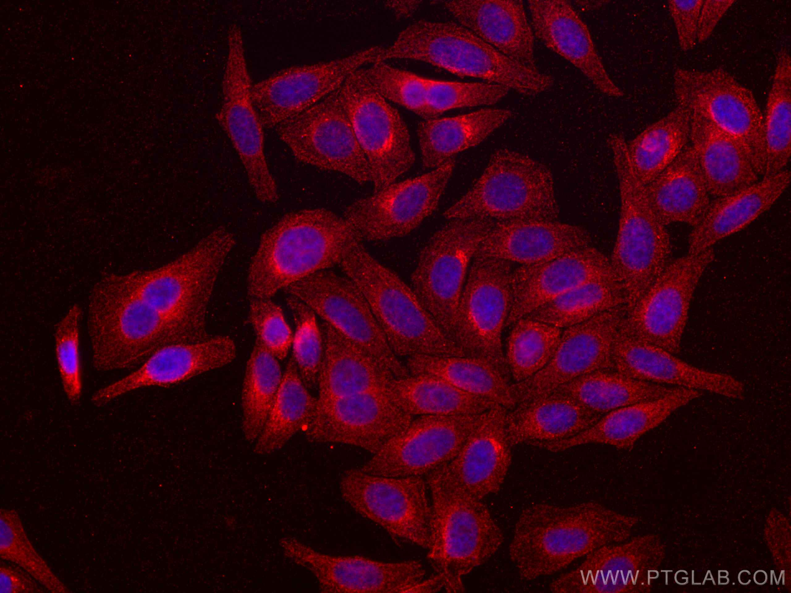 IF Staining of HepG2 using CL594-66563