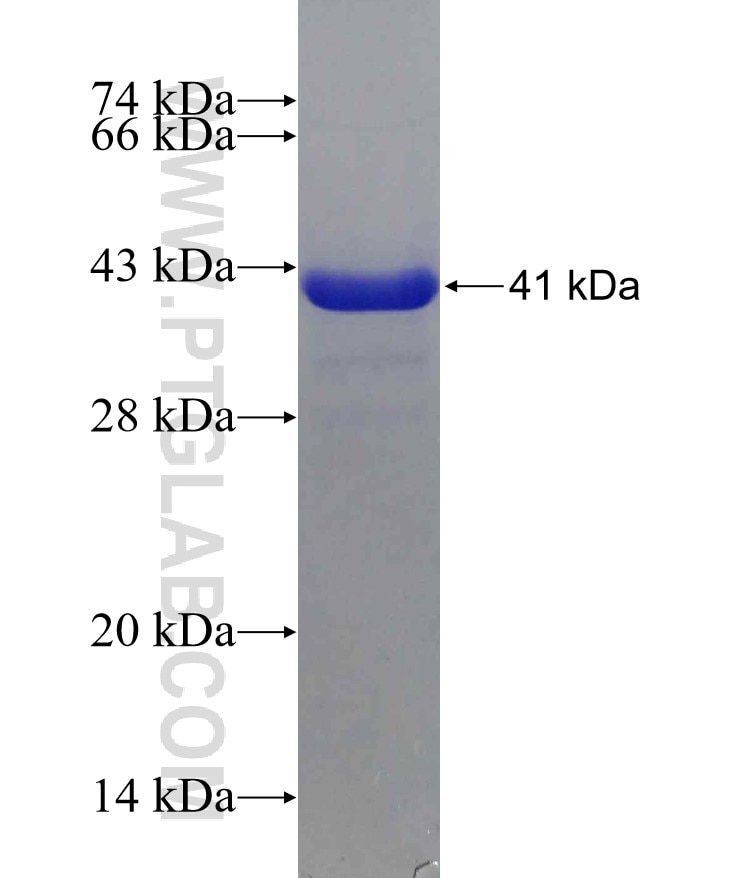 ATF6 fusion protein Ag29781 SDS-PAGE