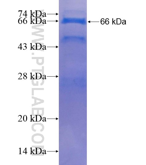 ATF6 fusion protein Ag21456 SDS-PAGE