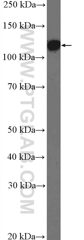 Western Blot (WB) analysis of Jurkat cells using ATF6B Polyclonal antibody (15794-1-AP)