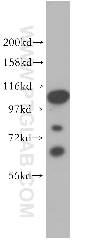 Western Blot (WB) analysis of Jurkat cells using ATF6B Polyclonal antibody (15794-1-AP)