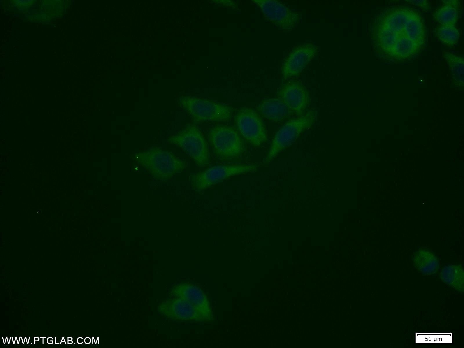 Immunofluorescence (IF) / fluorescent staining of PC-3 cells using ATG12 Polyclonal antibody (11264-1-AP)