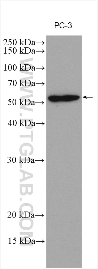 Western Blot (WB) analysis of various lysates using ATG12 Polyclonal antibody (11264-1-AP)