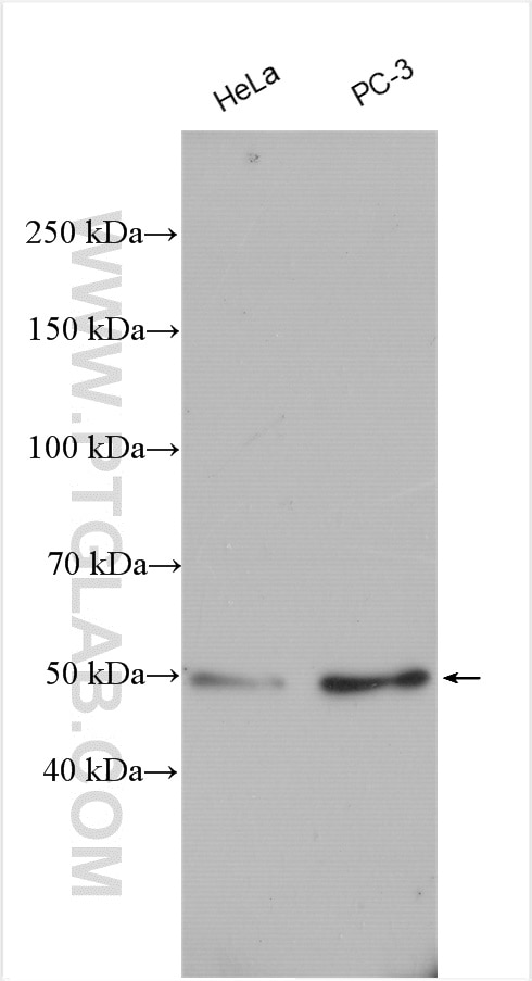 Western Blot (WB) analysis of various lysates using ATG12 Polyclonal antibody (11264-1-AP)