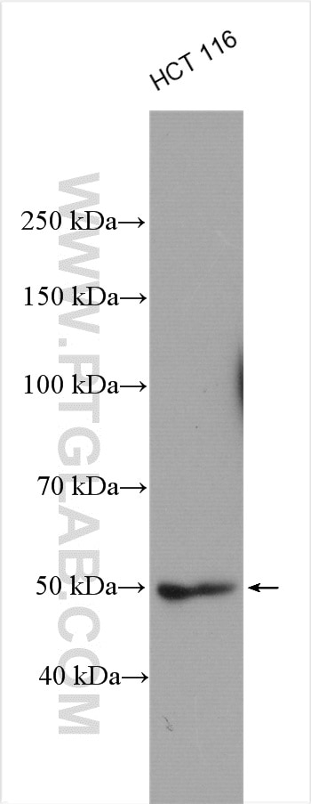 Western Blot (WB) analysis of HCT 116 cells using ATG12 Polyclonal antibody (11264-1-AP)