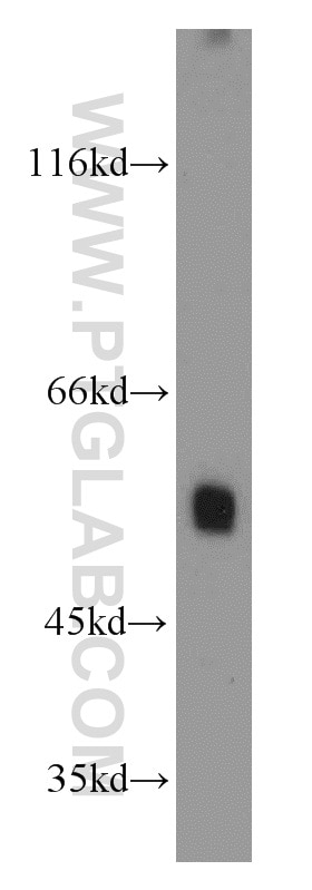 ATG12 Polyclonal antibody