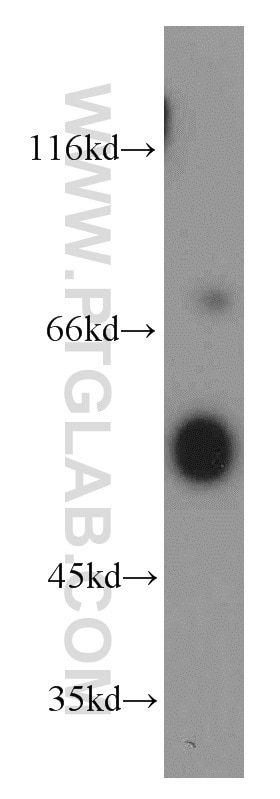 Western Blot (WB) analysis of NIH/3T3 cells using ATG12 Polyclonal antibody (11264-1-AP)