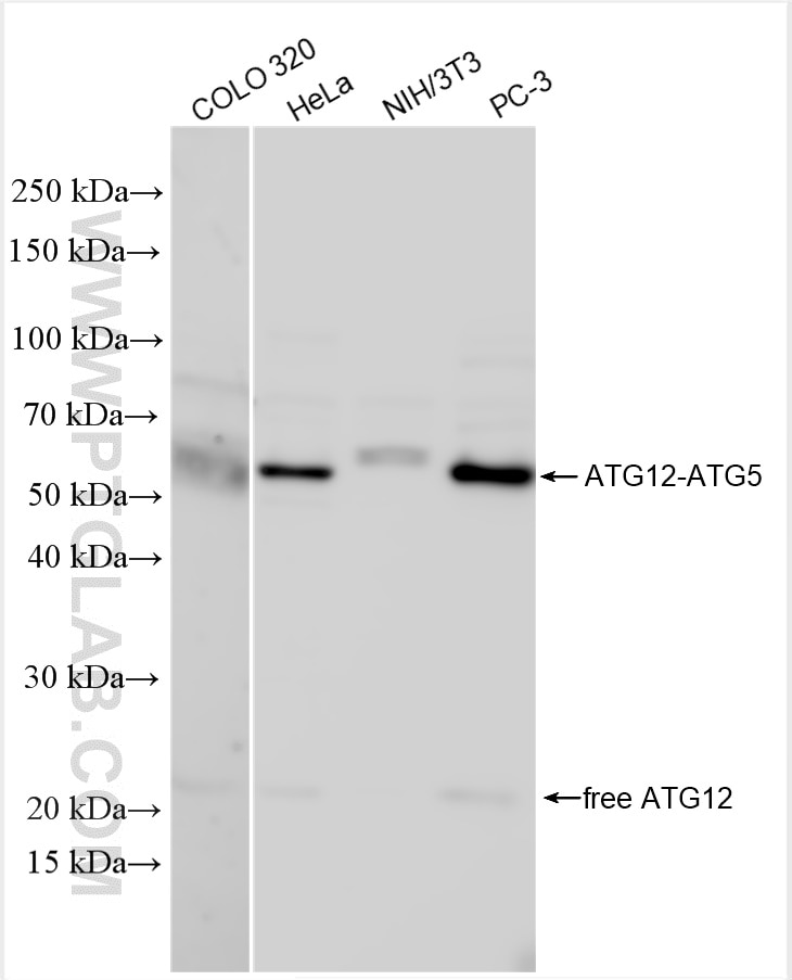 Western Blot (WB) analysis of various lysates using ATG12 Polyclonal antibody (30505-1-AP)