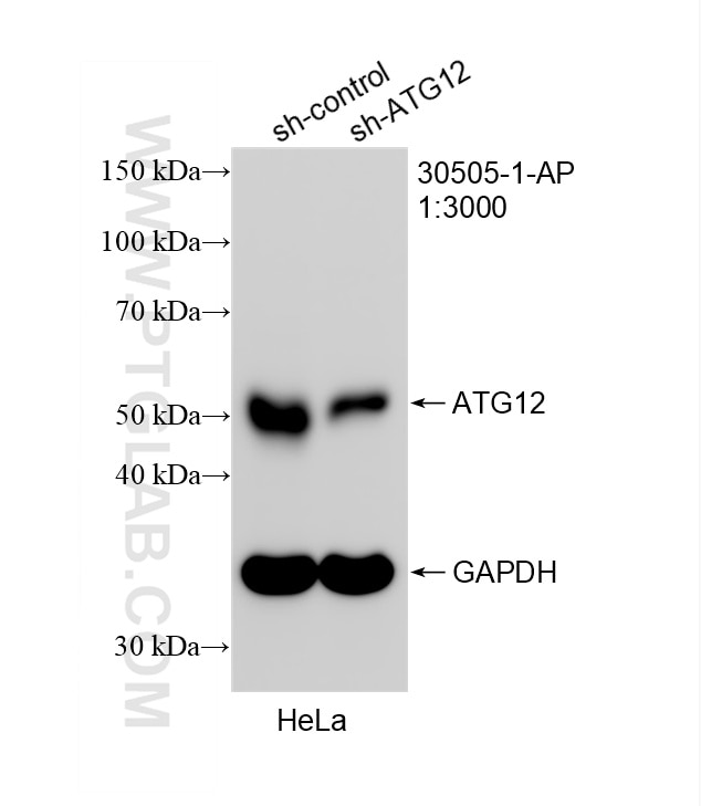 Western Blot (WB) analysis of HeLa cells using ATG12 Polyclonal antibody (30505-1-AP)
