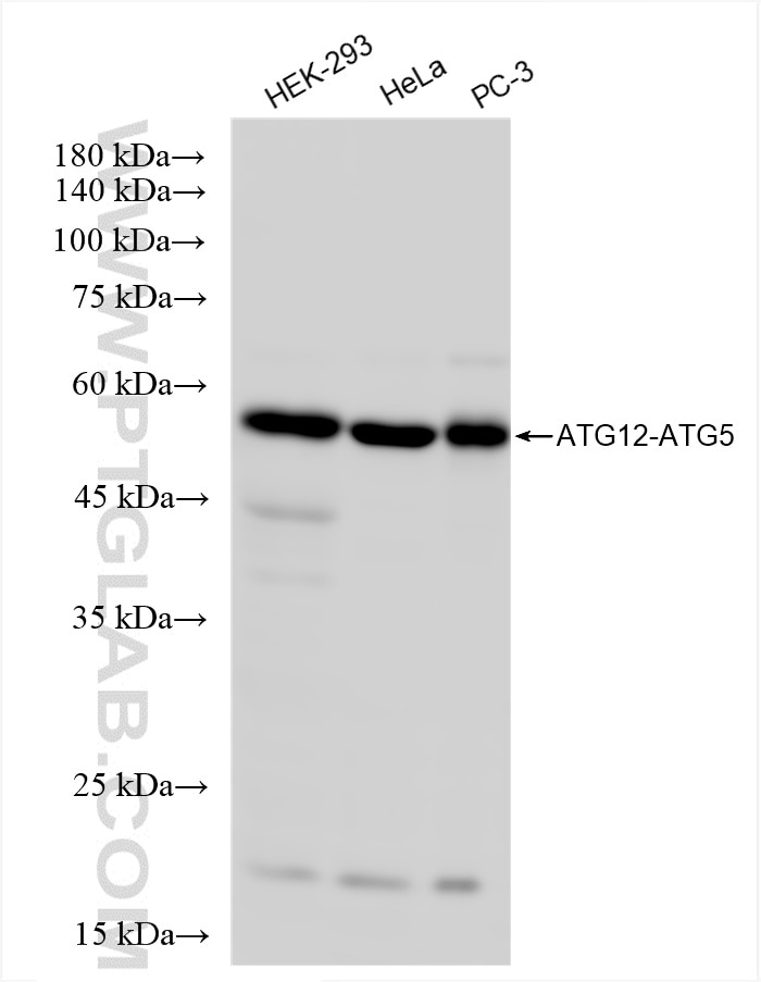 Western Blot (WB) analysis of various lysates using ATG12 Recombinant antibody (84935-6-RR)