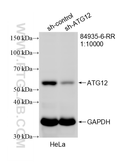 Western Blot (WB) analysis of HeLa cells using ATG12 Recombinant monoclonal antibody (84935-6-RR)