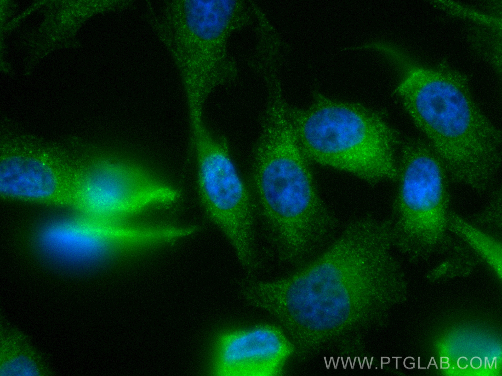 Immunofluorescence (IF) / fluorescent staining of PC-3 cells using CoraLite® Plus 488-conjugated ATG12 Polyclonal ant (CL488-11264)