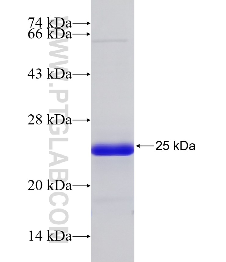 ATG12 fusion protein Ag32268 SDS-PAGE