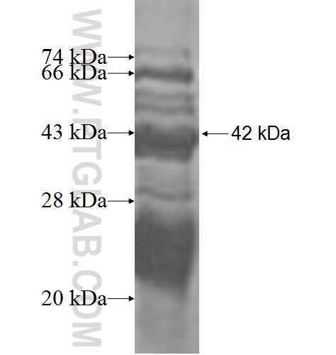 ATG12 fusion protein Ag1586 SDS-PAGE