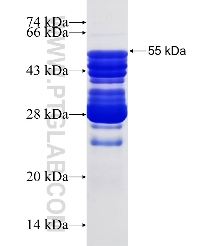 ATG12 fusion protein Ag1791 SDS-PAGE