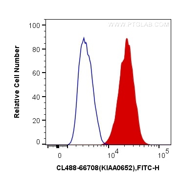 Flow cytometry (FC) experiment of HeLa cells using CoraLite® Plus 488-conjugated ATG13 Monoclonal ant (CL488-66708)