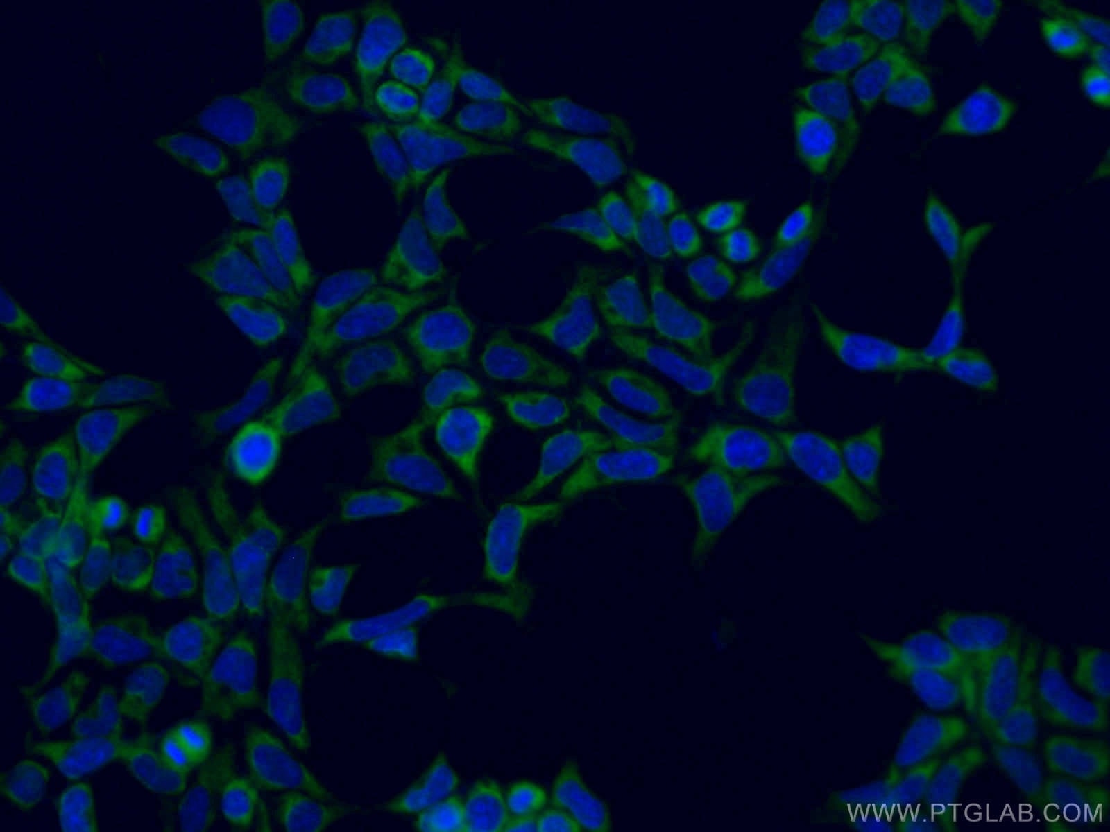 Immunofluorescence (IF) / fluorescent staining of HEK-293 cells using CoraLite® Plus 488-conjugated ATG13 Monoclonal ant (CL488-66708)