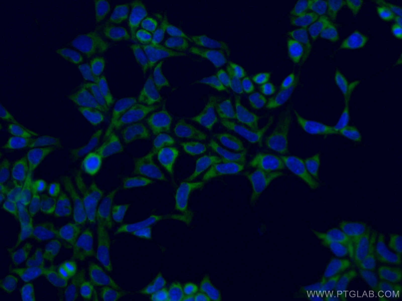 IF Staining of HEK-293 using CL488-66708