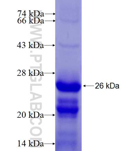 ATG14 fusion protein Ag27671 SDS-PAGE