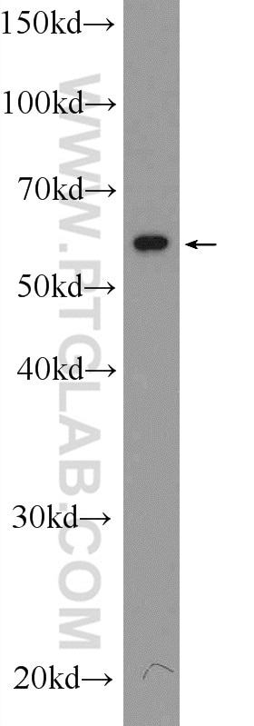 Western Blot (WB) analysis of HEK-293T cells using ATG16L1 Polyclonal antibody (19812-1-AP)