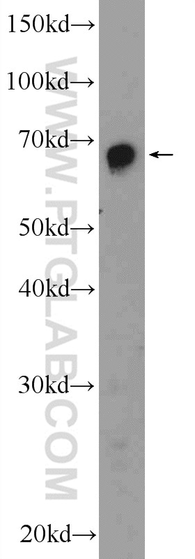 Western Blot (WB) analysis of mouse spleen tissue using ATG16L1 Polyclonal antibody (19812-1-AP)