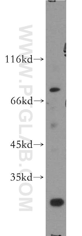 Western Blot (WB) analysis of MCF-7 cells using ATG16L1 Polyclonal antibody (19812-1-AP)